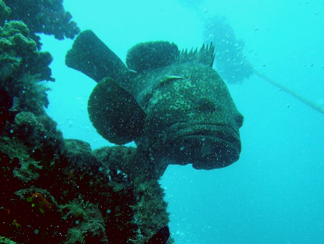 Epinephelus lanceolatus 00338.JPG